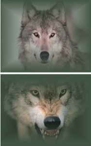 GOOD WOLF-BAD WOLF